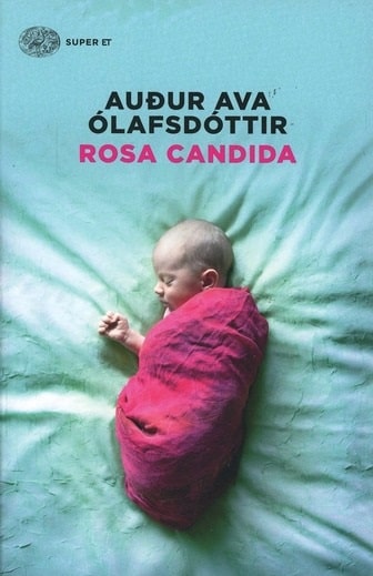 rosa candida-min