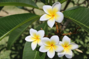 immagina di essere un fiore