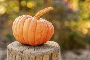 zucca autunno