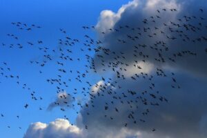 Pablo Neruda - Ode alla migrazione degli uccelli