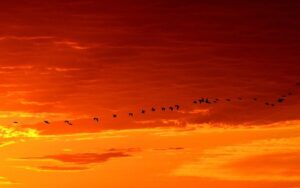 Pablo Neruda - Ode alla migrazione degli uccelli